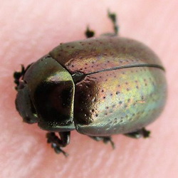 FotD